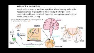 Pain Modulation [upl. by Winfred380]