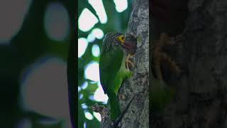 පොළොස් කොට්ටෝරුවා Brown Headed Barbet srilanka birds nature wildlife birdslover animals lo [upl. by Aracahs]