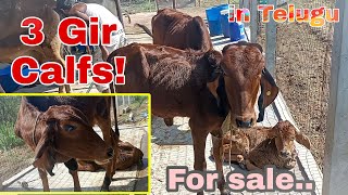 3 Gir cows for sale  in telugu  Balaraju dairy farm [upl. by Ammadis833]