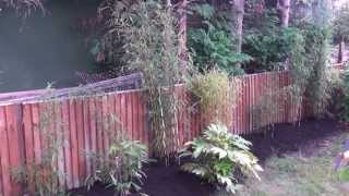 Bamboo dividing to create a hedge [upl. by Skees572]