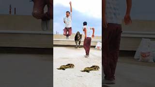 Vfx Magic Flying Funny Video Dinosaur Chase tiktok video🦖🐉😱 funtoktv shorts trex viral short [upl. by Draper]