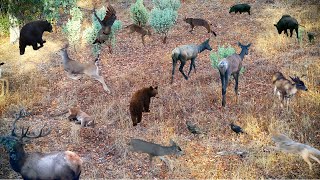 Trail Camera Wildlife on California Private Acreage  Mountain Lion Bear Elk Bucks Pigs [upl. by Jonna]