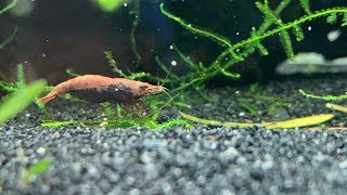 Neocaridina davidi quotCherry Shrimpquot Daphnia invasion [upl. by Eugenius]