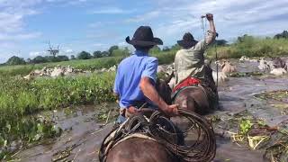 Boiada no pantanal da Nhecolândia Corumbá MS [upl. by Ethelred]