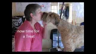 Trimming a Wheaten Terrier  Part 6 [upl. by Rebmak]