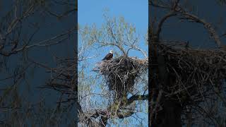 Bald Eagle Nests can get pretty big wildlife nature baldeagle [upl. by Ycnaffit]