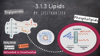 EASY REVISION AQA Alevel Biology 313 Lipids by SpecTransfer [upl. by Yeniar951]