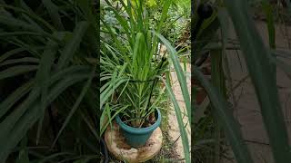 How to Grow Lemon or Fever Grass Cymbopogon Citratus in the UK  Uses amp Benefits [upl. by Laban]