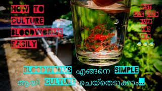 How to culture bloodworms easily  Bloodworms എങ്ങനെ simple ആയി culture ചെയ്തെടുക്കാം in Malayalam [upl. by Ynnavoj311]