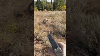 Mountain Lion stalks elk hunter in Idaho Saved by Glock27 warning shots [upl. by Judi760]