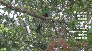 ¿Cómo canta el quetzal [upl. by Agnola59]