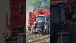 Case IH Puma 175 cvx  Grimme SE 260 [upl. by Rolanda]