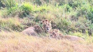 Maasai Safari Tour Lions After Hunting  Kenya [upl. by Siegel]