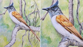 Indian Paradise Flycatcher Drawing in Color Pencils  How to Draw a Bird [upl. by Ardnoik]