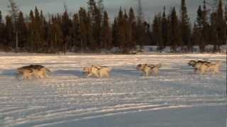 Inuit Adventures Dog Sled Adventure  Adventures North [upl. by Bollinger]