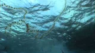 Siphonophore  Merimbula Wharf 2002m4v [upl. by Eleahcim21]