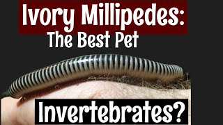 Ivory Millipedes The Best Pet Invertebrate [upl. by Rianna]