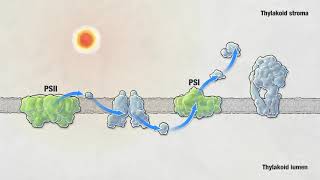 Photosynthesis  HHMI BioInteractive Video [upl. by Acebber]