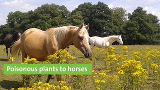 Webinar Poisonous plants to horses [upl. by Channa]