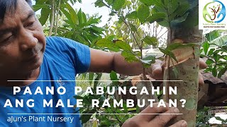 Paano pabungahin ang Male rambutan  Inarch Grafting [upl. by Dotson]