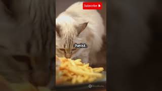 The cat burglar ronaldo mrbeast cat funnyvideo animals ai [upl. by Eendys]