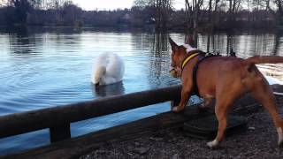 Mini bull terrier vs swan [upl. by Clotilda]