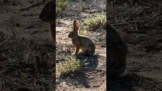 Cottontail rabbits in the leporidae family SmallAnimals Rabbits rabbitshortsvideoRabbitShorts [upl. by Charmaine781]