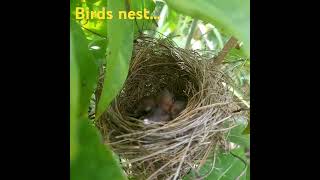 Birds nest birdnestandbaby birdsnest buhayprobinsya [upl. by Airdnala]