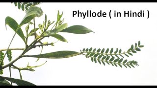 Phyllode in hindi [upl. by Ettesyl]