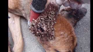 Worst Tick infestations ever  10 Facts About Ticks [upl. by Enreval668]