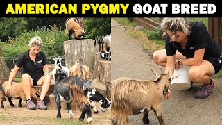 American Pygmy Goat Breed  Pygmy Goat Farming  Smallest Goat Breed in the world [upl. by Fredericka]