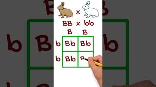 Simple Genetic Cross Example Using Punnett Squares punnettsquare genetics [upl. by Yeuh732]