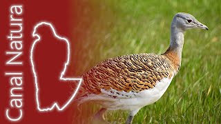 Avutarda euroasiática Otis tarda Great Bustard 4K [upl. by Eleni806]