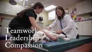 The MedVet Experience  Specialty amp Emergency Care for Pets [upl. by Aehr117]