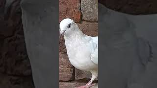 Punjqbi pigeon indiankabutar [upl. by Ronen]