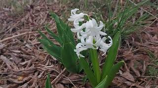 How do hyacinths multiply [upl. by Esilahc314]