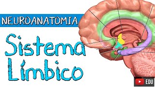 SISTEMA LÍMBICO Aula Completa  Neuroanatomia Funcional com Rogério Souza [upl. by Laenaj220]