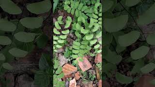 Adiantum sps Maidenhair fern [upl. by Maryjane187]