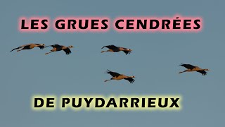 Puydarrieux retrouve ses Grues cendrées venues hiverner [upl. by Relyt838]