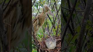 So amazing bittern bird nest birds reviewbirdnest birdhome wildlife birdnest nature [upl. by Beattie]