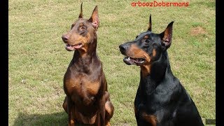 Doberman Conversation [upl. by Osyth]