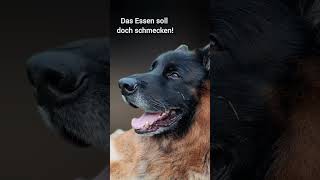 Der Löffel altdeutscherschäferhund germanshepherd deutscherschäferhund kochlöffel Falko [upl. by Tillio980]