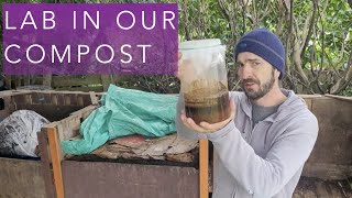 How Lactobacillus affects a cooling compost pile [upl. by Netsruk185]