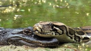 Pythons at Alligator Pond 10  Dangerous Animals in Florida  Time Lapse x2 [upl. by Einned990]