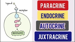 Cell Signalling Types  Paracrine  Autocrine  Endocrine  Juxtacrine CSIR NET Life Science [upl. by Yonit]