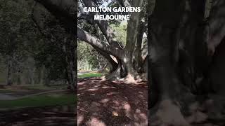 Morning walk in Carlton Gardens Melbourne australia travel morning holiday [upl. by Mairhpe]