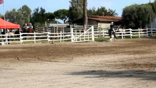 5 years old Murgese CARLETTO dressage show in Anzio LT Italy [upl. by Kohcztiy318]