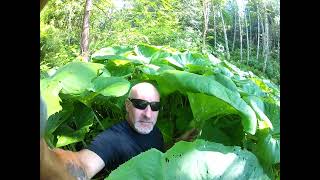 Hiding out in a Jungle of Giant Petasites japonicus giganteus [upl. by Manson785]