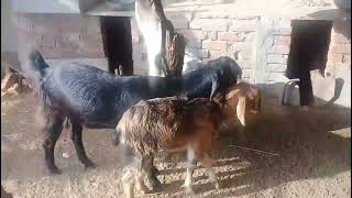 Baby Goat Sound Video In Goat Farm  Bakri Bakra Ki Awaaz [upl. by Ngo]