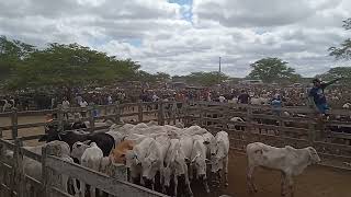 feira de gado de Cachoeirinha Pernambuco todas as quintas feiras [upl. by Tammi930]